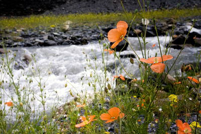 Close-up of orange poppy blooming outdoors