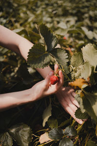 Cropped hand of woman holding strawberry