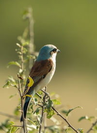 Close-up of bird perching on branch