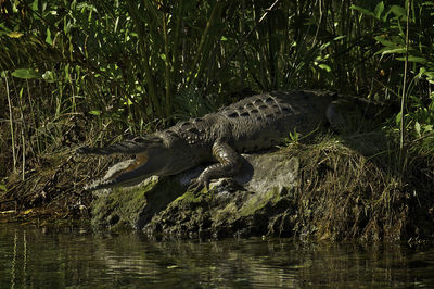 View of crocodile in the lake