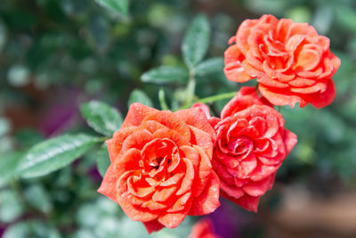 Close-up of red rose