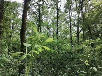 Plants and trees in forest