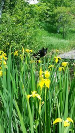 Yellow flowers growing on field