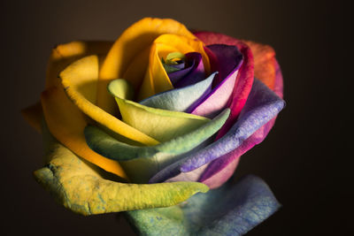 Close-up of multi colored flower against black background