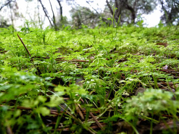 Close-up of grass growing in field