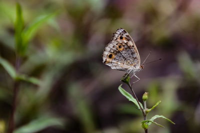 Close-up of butterfly pollinating on flower