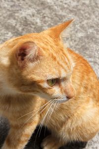 Close-up of a cat looking away