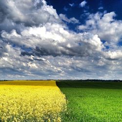 Scenic view of field against sky