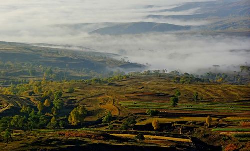 Scenic view of agricultural field against sky