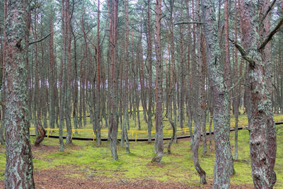 Trees in forest