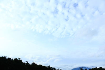 Low angle view of trees against sky