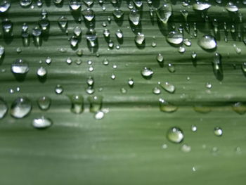 Close-up of water drops on leaves
