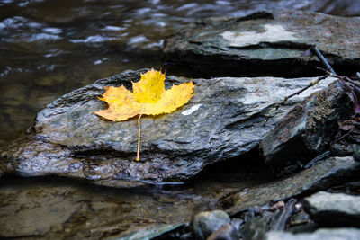 Close-up of yellow maple leaf on rock