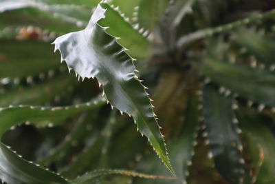Close-up of succulent plant