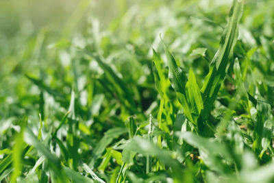 Close-up of insect on grass