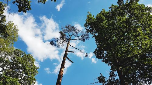 Low angle view of trees against sky