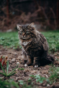 Portrait of cat sitting on field