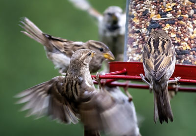 Group of sparrows swirling around the feeder.