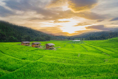 Scenic view of agricultural field against sky during sunset