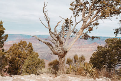 Trees on landscape against sky