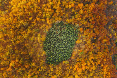 Aerial view of trees growing in forest during autumn