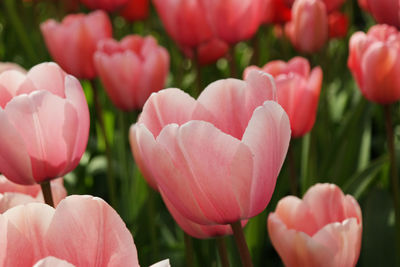 Close-up of pink tulips