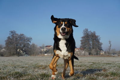 Portrait of dog standing on field against sky