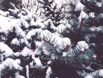 Low angle view of pine tree during winter