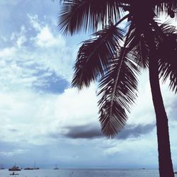 Palm trees on beach against sky