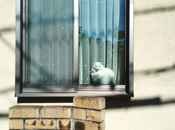 Cat looking through window