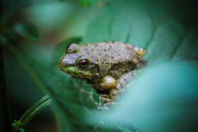 Close-up of frog on leaf