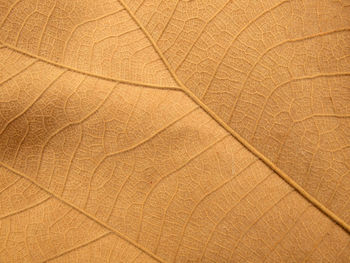 Macro shot of orange leaf