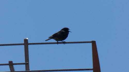 Low angle view of bird perching on blue sky