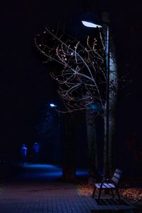 Bare trees at night