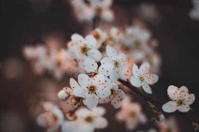 Close-up of pink cherry blossom