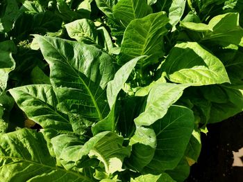 Full frame shot of green leaves