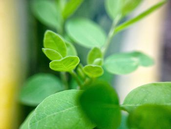 Close-up of fresh green plant