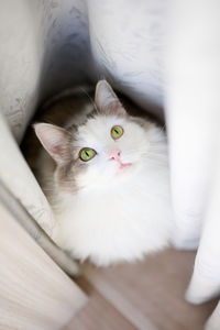 High angle portrait of white cat sitting in front of curtain