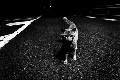 High angle view of cat on street at night