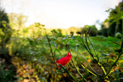 Close-up of red flower