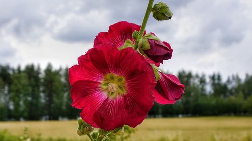 Close-up of red hibiscus blooming on field against sky