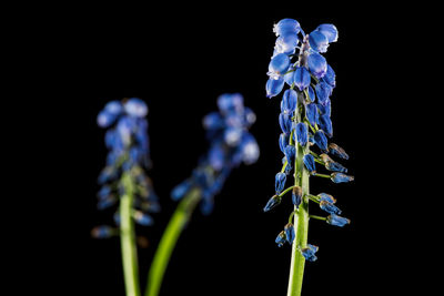 Close-up of purple flower buds against black background