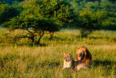 Lioness running on field