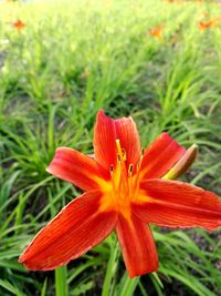 Close-up of orange day lily blooming outdoors