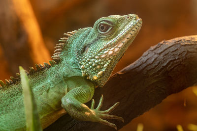 Close up portrait of a chinese water dragon on a branch