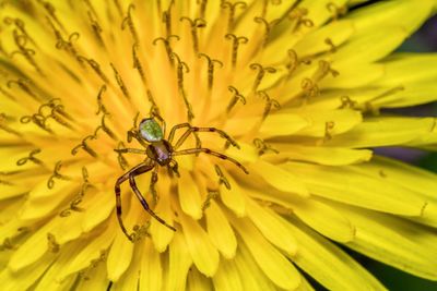 Close-up of insect on yellow flower