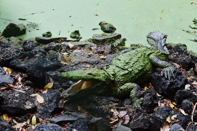 High angle view of snake on rock in lake