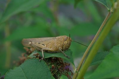 Close-up of grasshopper on plant