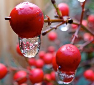 Close-up of red berries on tree