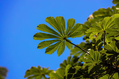 Close-up of plant against clear blue sky